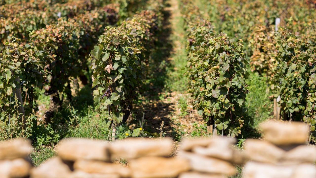 منزل الضيف Comblanchien  في Domaine Gille المظهر الخارجي الصورة